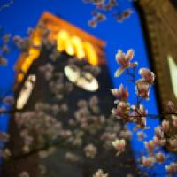 Pink blossoms on a tree near McGraw Tower at night, in spring.jpg