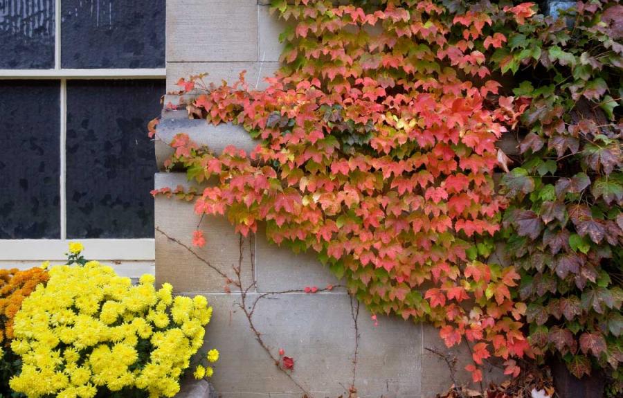 Fall colors on Rockefeller Hall