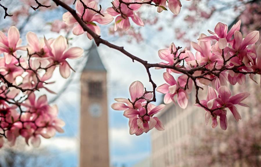 Cherry blossoms McGraw clock tower