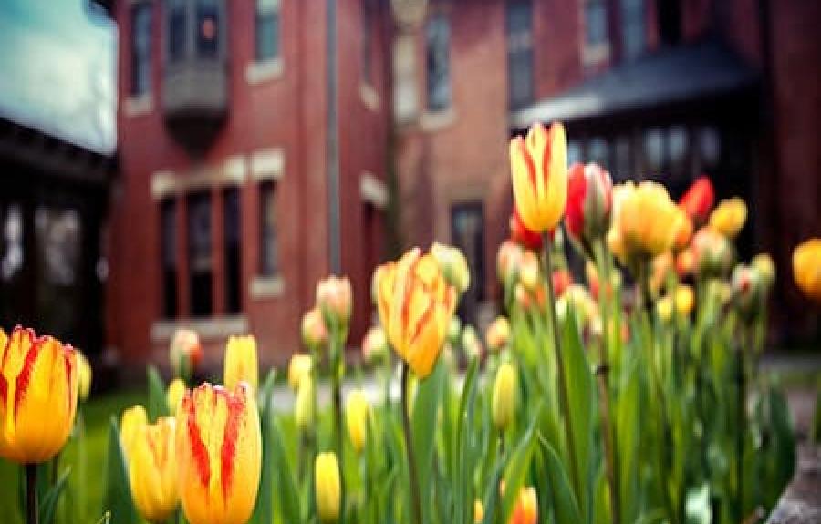 A.D. White House with Tulips