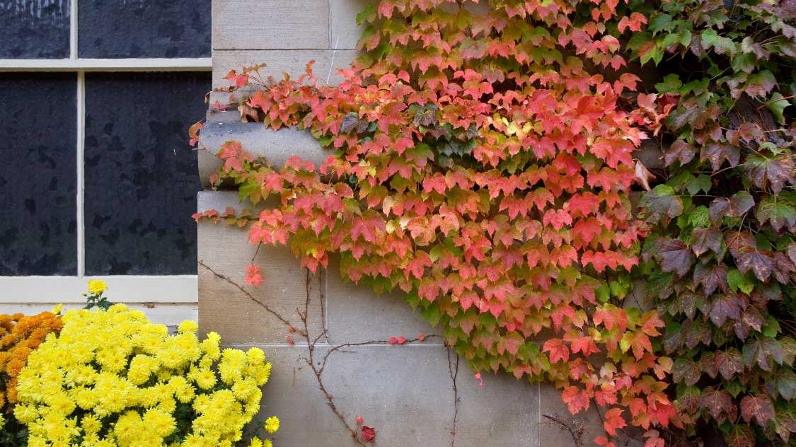 Fall colors on Rockefeller Hall