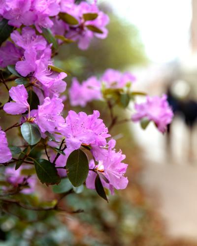 Rhododendron flowers along a pathway