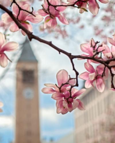Cherry blossoms McGraw clock tower